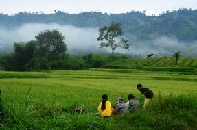 children in rice fields, mountain landscape