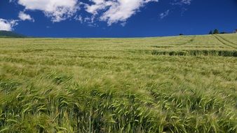 green wheat field on a sunny day