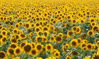 Sunflower France