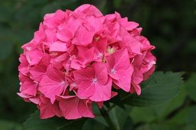 pink Hydrangea Macrophylla closeup