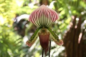 elegant orchid flower