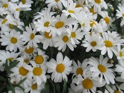 bush of white daisies