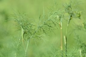 dill leaves on green background