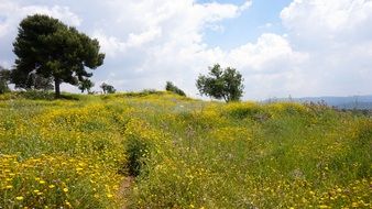 wonderful Israel Wild Flowers