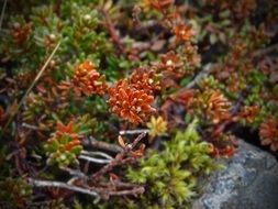 Red and green Plants in Iceland