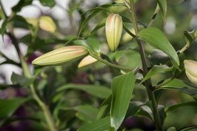 young Lily Bud Flower closeup