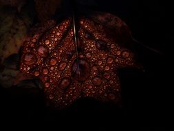 brown leaf in drops of water in the dark