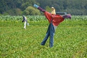 Scarecrows on Crop Field