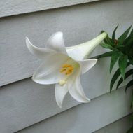 Picture of Easter Lily Flower