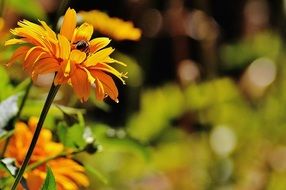 bee pollinating yellow garden flower