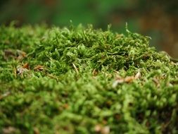 green Moss