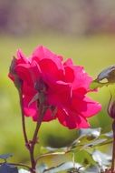 pink rose in the garden in the meadow