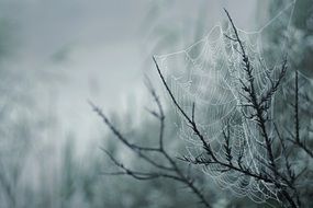 bush in a web in autumn fog