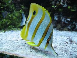yellow fish with white stripes aquarium underwater nature