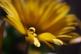 Drop Of Water on yellow flower