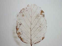 Dry leaf with the skeleton