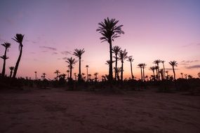 silhouettes of palm trees in the desert of morocco