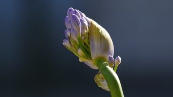 bud of a purple flower close-up on blurred background