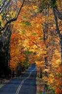 Country Road through Autumn forest