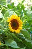 charming Sunflower Plant