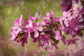 pink spring Flowers Blossoms macro