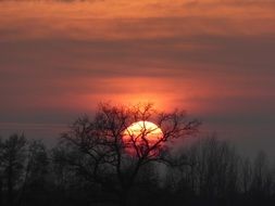 sunset behind the trees in the orange sky