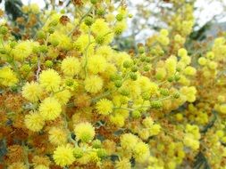 yellow buds on a bush in summer