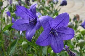 purple chinese bellflowers
