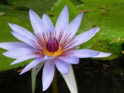Blue water lily in nature