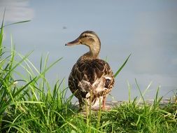Beautiful, colorful and cute wild ducks on the green grass on the shore