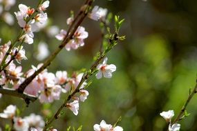 pink delicate flowers on the garden tree in spring