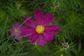 Fuso Flower close-up on blurred background