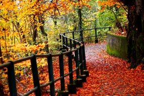 road covered with red leaves
