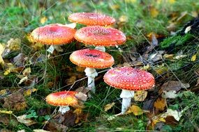 Fly agaric mushrooms in the forest