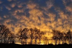 silhouettes of trees against a beautiful evening sky
