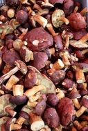 many forest autumn mushrooms close up