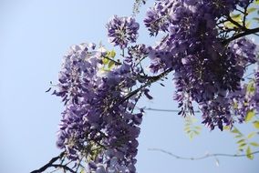 purple Nature Plant blooming