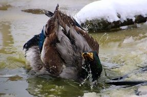 drake on the winter pond