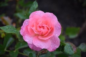 Rose Raindrop