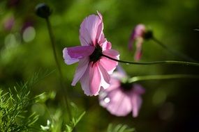 pink cosmos flowers in a play of light and shadow