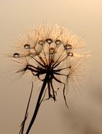 dandelion in the sun