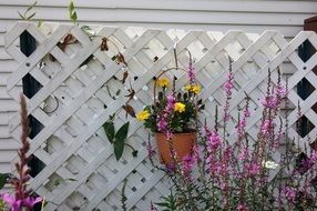 yellow flowers in a pot hang on the fence