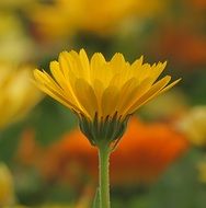 Macro Photo of Yellow Flower Plant