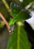 icicle on cherry laurel close-up