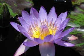 light purple water lily on water in the sunlight