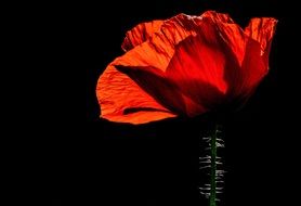 Poppy Red Plant