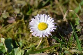White and yellow daisy
