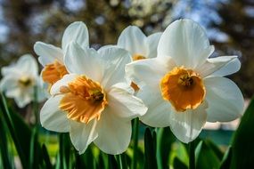 daffodil or Narcissus