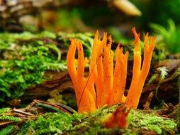 Goatee, Golden Coral Mushroom on moss