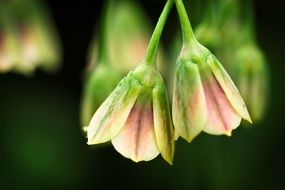 Chinese Bellflower macro